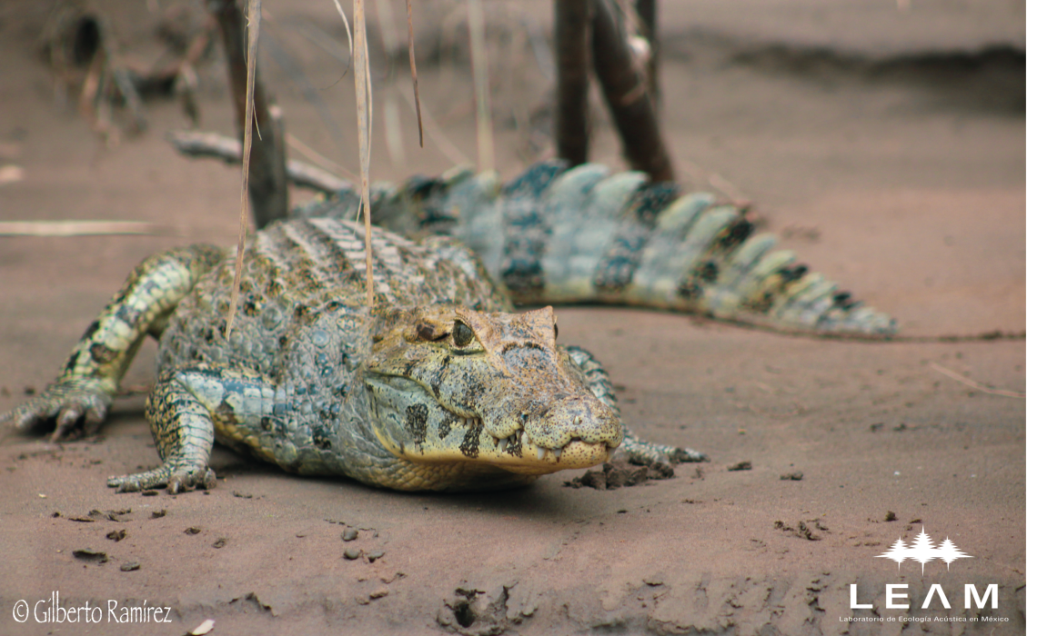 Cocodrilo